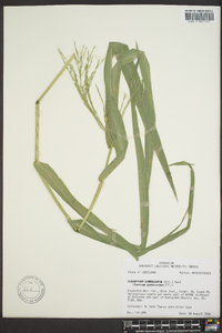 Panicum gymnocarpon image