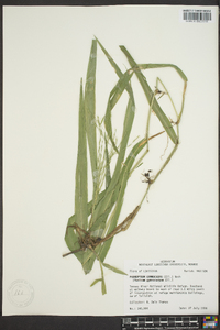 Panicum gymnocarpon image