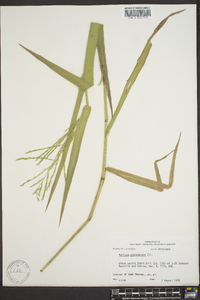 Panicum gymnocarpon image