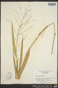 Panicum gymnocarpon image