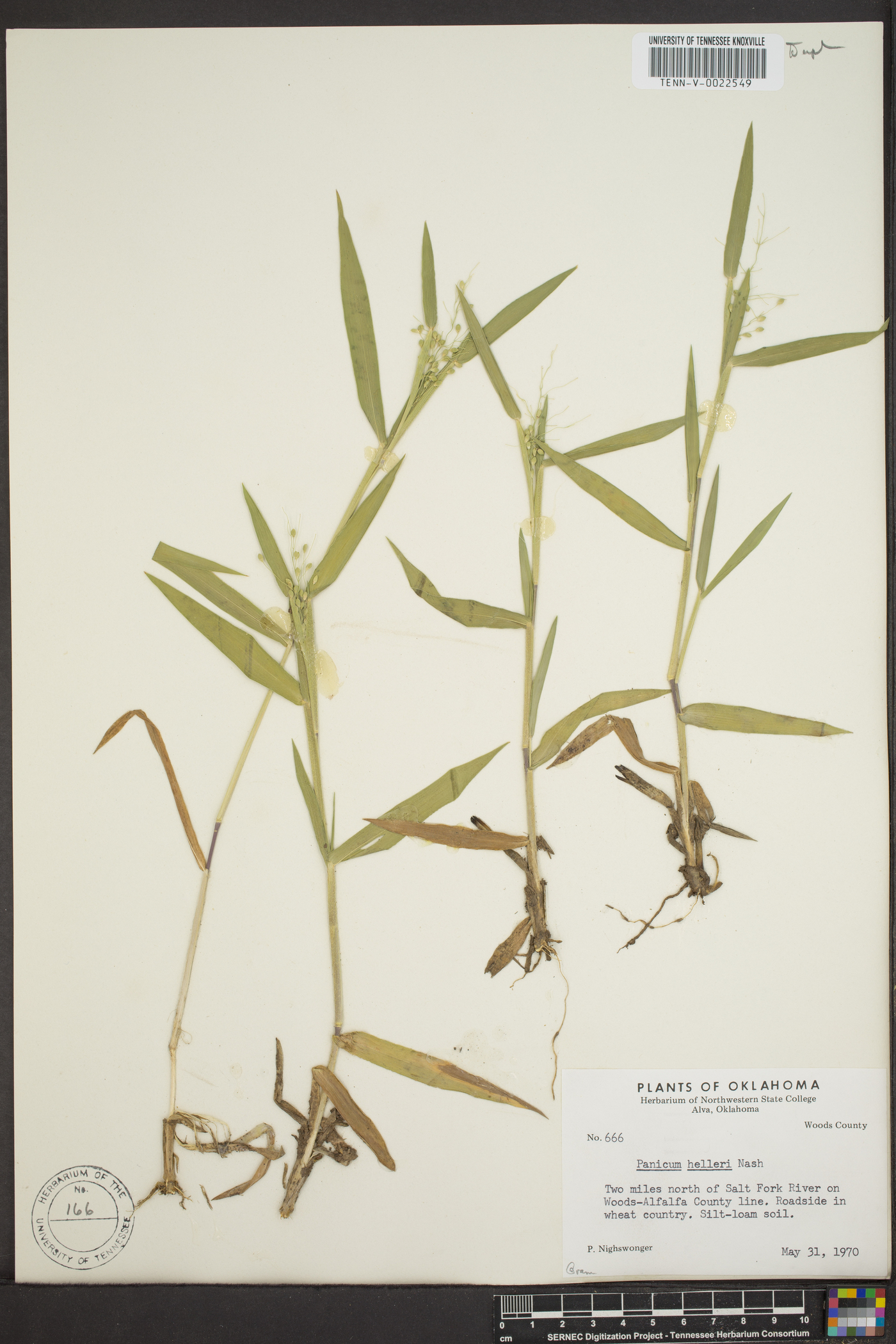 Dichanthelium helleri image