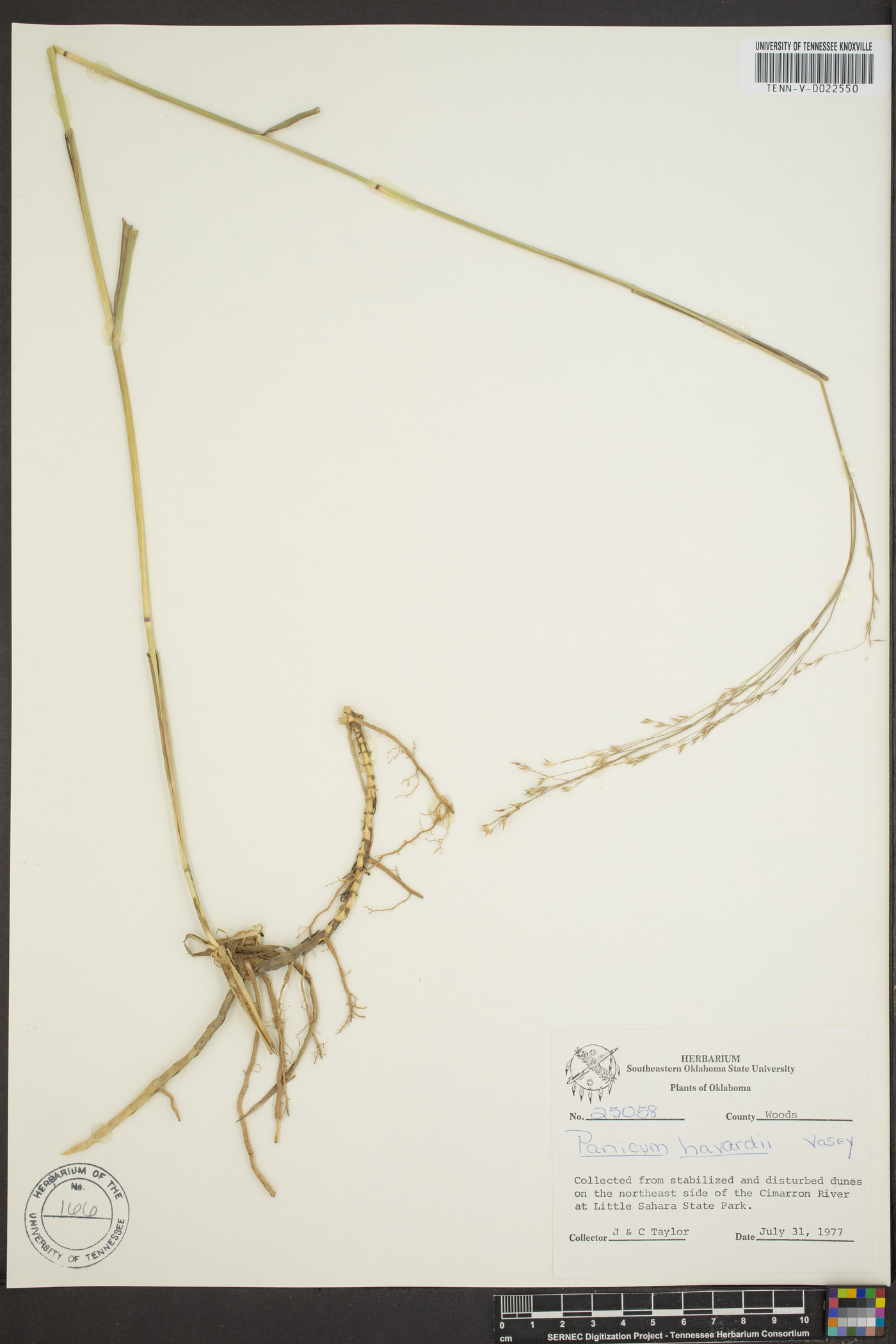 Panicum havardii image