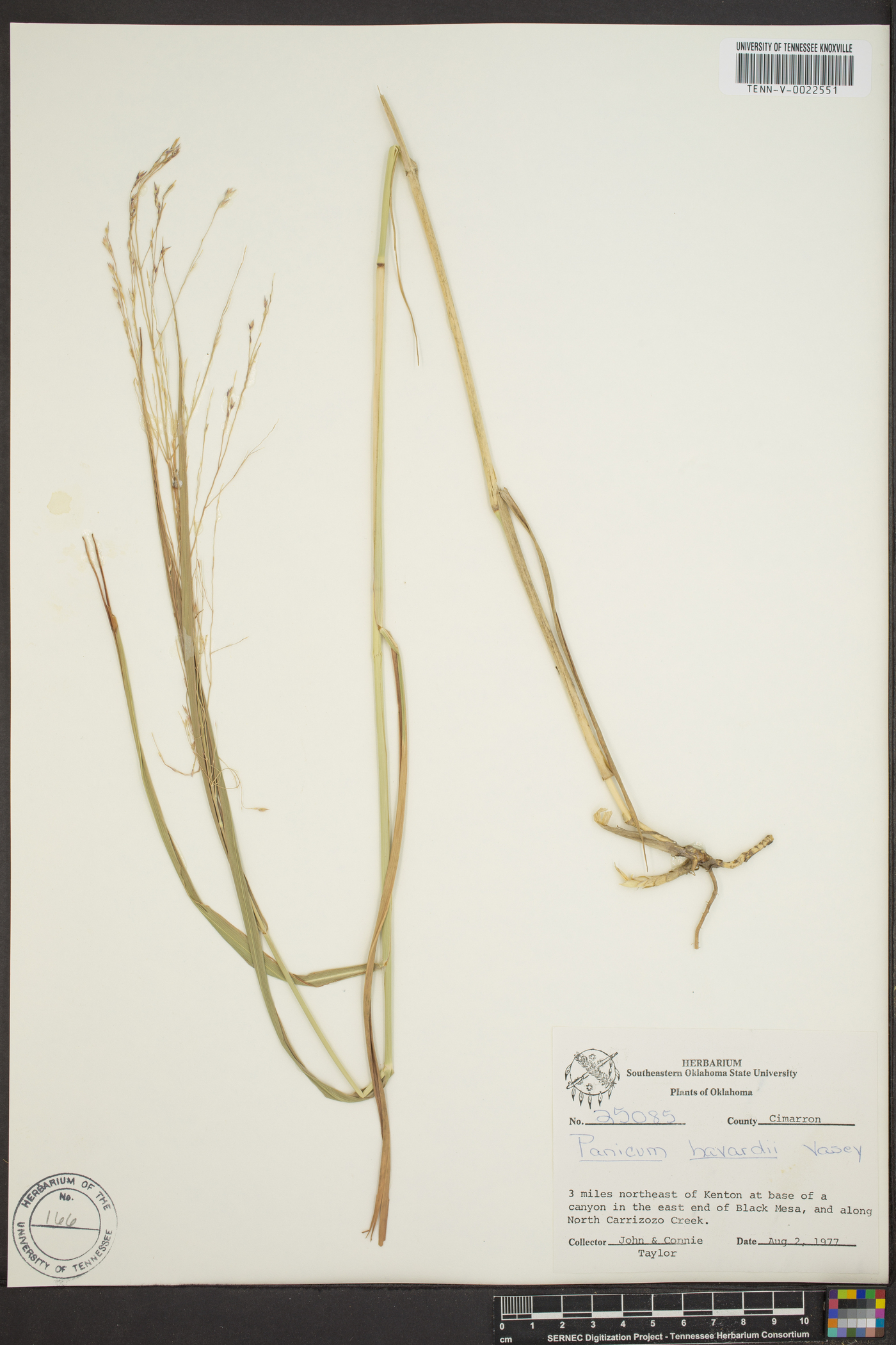 Panicum havardii image