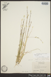 Panicum hallii image