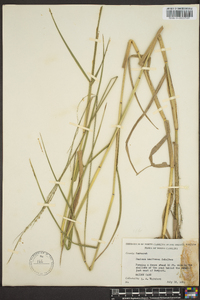 Panicum hemitomon image