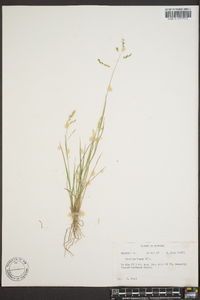 Panicum hians image