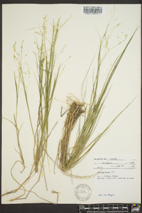 Panicum hians image