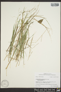 Panicum hians image