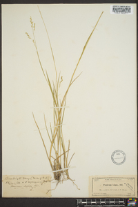 Panicum hians image