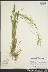 Panicum hians image