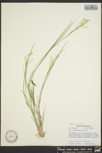 Panicum hians image