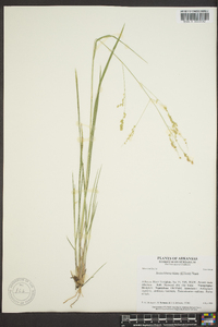 Panicum hians image