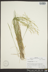 Panicum hians image