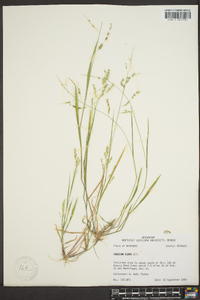 Panicum hians image
