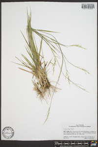 Panicum hians image