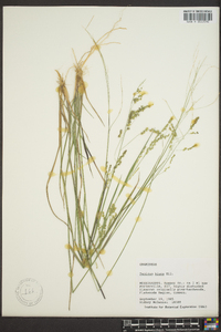 Panicum hians image