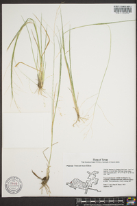 Panicum hians image