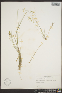 Panicum hians image