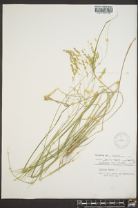 Panicum hians image