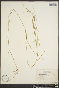 Panicum hians image