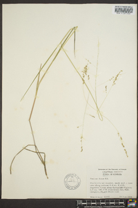 Panicum hians image