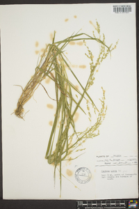 Panicum hians image