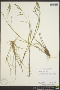 Panicum hians image