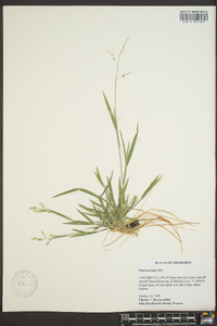 Panicum hians image