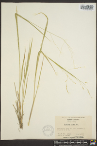 Panicum hians image