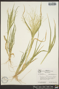 Panicum hians image