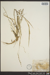 Panicum hians image