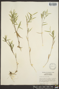 Panicum lancearium image