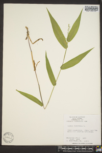 Panicum latifolium image