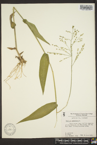 Panicum latifolium image