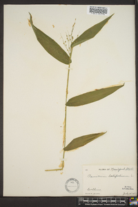 Panicum latifolium image