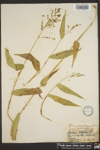 Panicum latifolium image