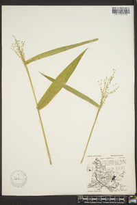 Panicum latifolium image