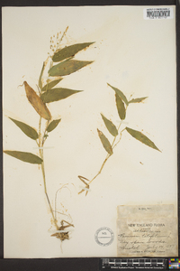 Panicum latifolium image