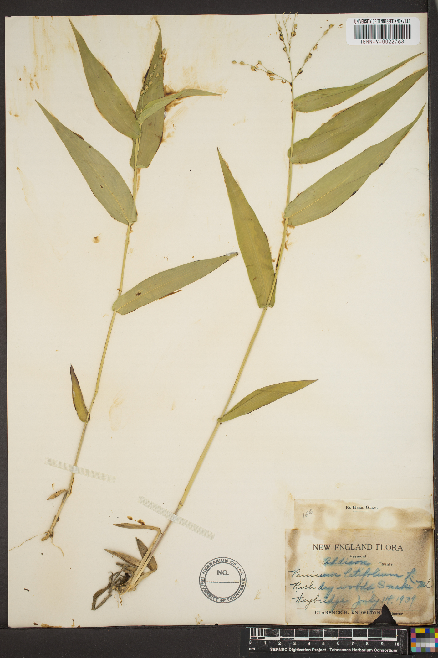 Panicum latifolium image