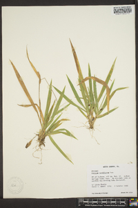 Panicum laxiflorum image