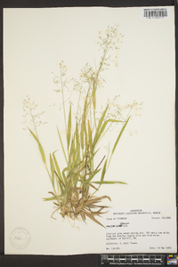 Panicum laxiflorum image