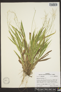 Panicum laxiflorum image