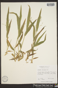 Panicum laxiflorum image