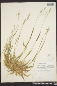 Panicum laxiflorum image