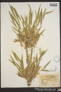 Panicum laxiflorum image