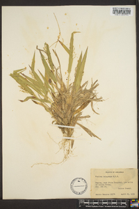 Panicum laxiflorum image