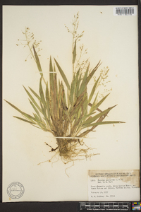 Panicum laxiflorum image