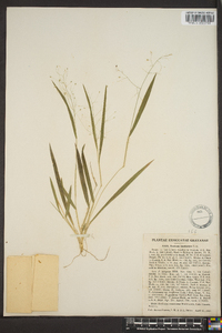 Panicum laxiflorum image