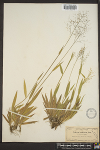 Panicum laxiflorum image