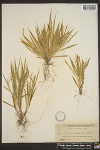 Panicum laxiflorum image